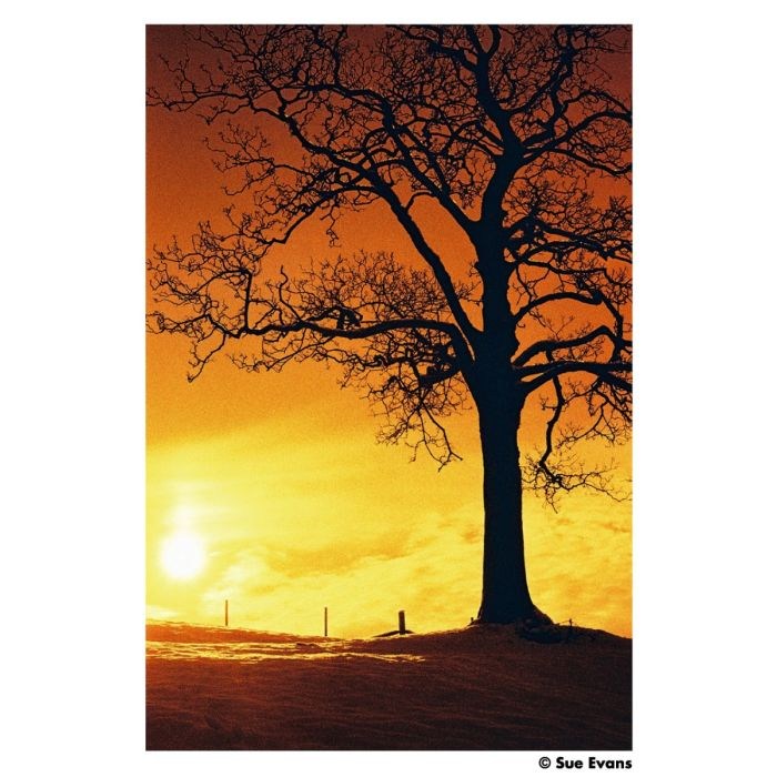 image-1-sue-evans_1