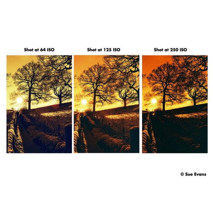 sue-evans-iso_1