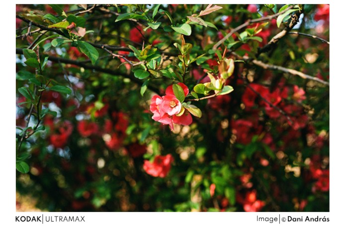 ultramax_24